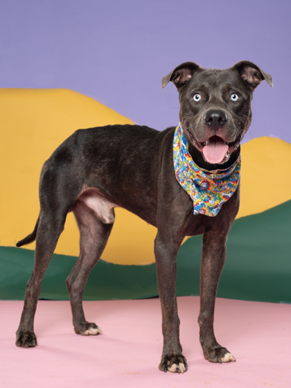 Night King, a American Staffordshire Terrier (mix breed), available for adoption