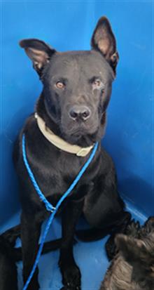 Luke, a American Staffordshire Terrier (mix breed), available for adoption