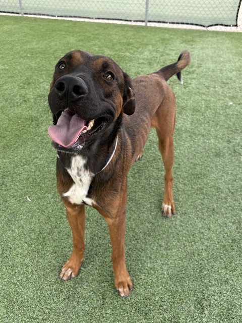 Charlie, a German Shepherd, available for adoption
