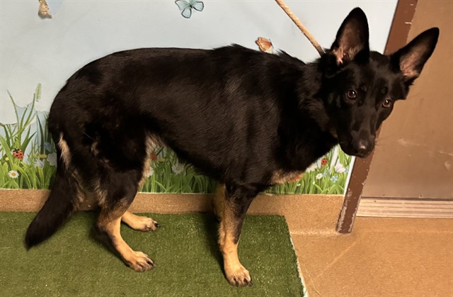 Zara, a German Shepherd, available for adoption