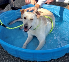 Hooka Dog, a Labrador Retriever, available for adoption