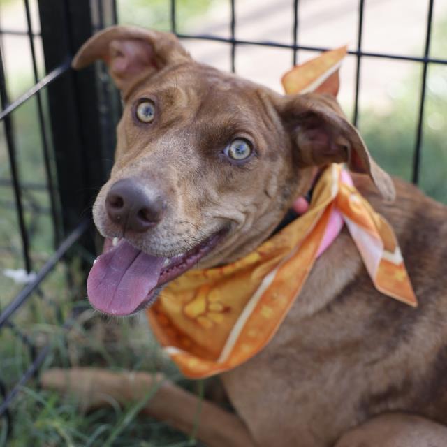Sosa, a Australian Cattle Dog/Blue Heeler, available for adoption