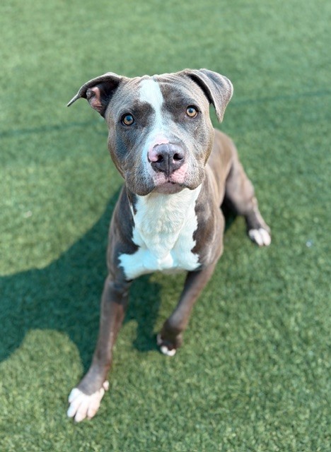 Max, a Pit Bull Terrier, available for adoption
