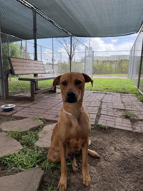 Juicy, a Black Mouth Cur (mix breed), available for adoption