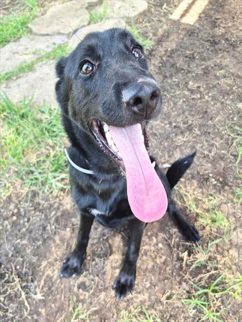 Cassie, a Shepherd (mix breed), available for adoption