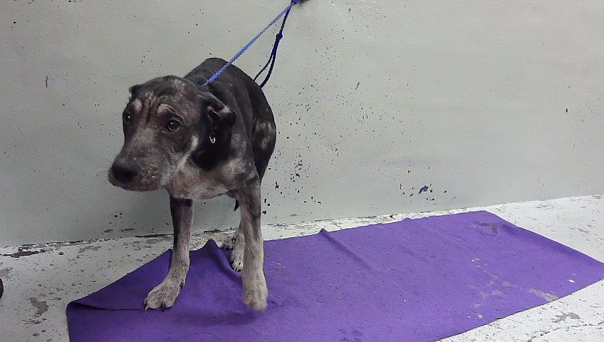 Murphy, a German Shepherd (mix breed), available for adoption