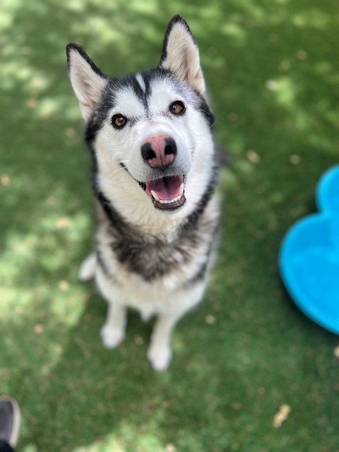 Puddin, a Siberian Husky, available for adoption