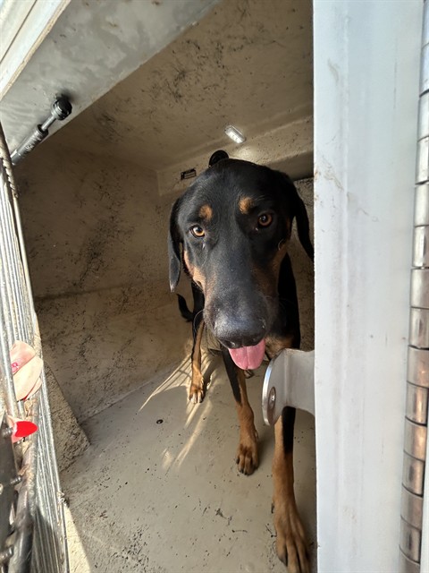 Slinky, a Doberman Pinscher (mix breed), available for adoption