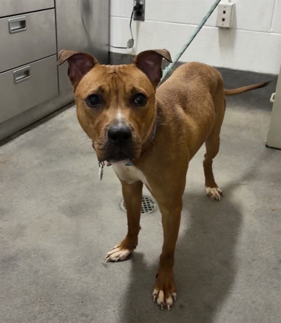 Darla, a Pit Bull Terrier (mix breed), available for adoption