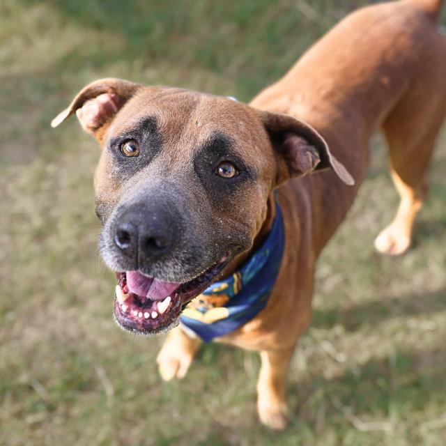 Cheetah Keith, a American Staffordshire Terrier (mix breed), available for adoption