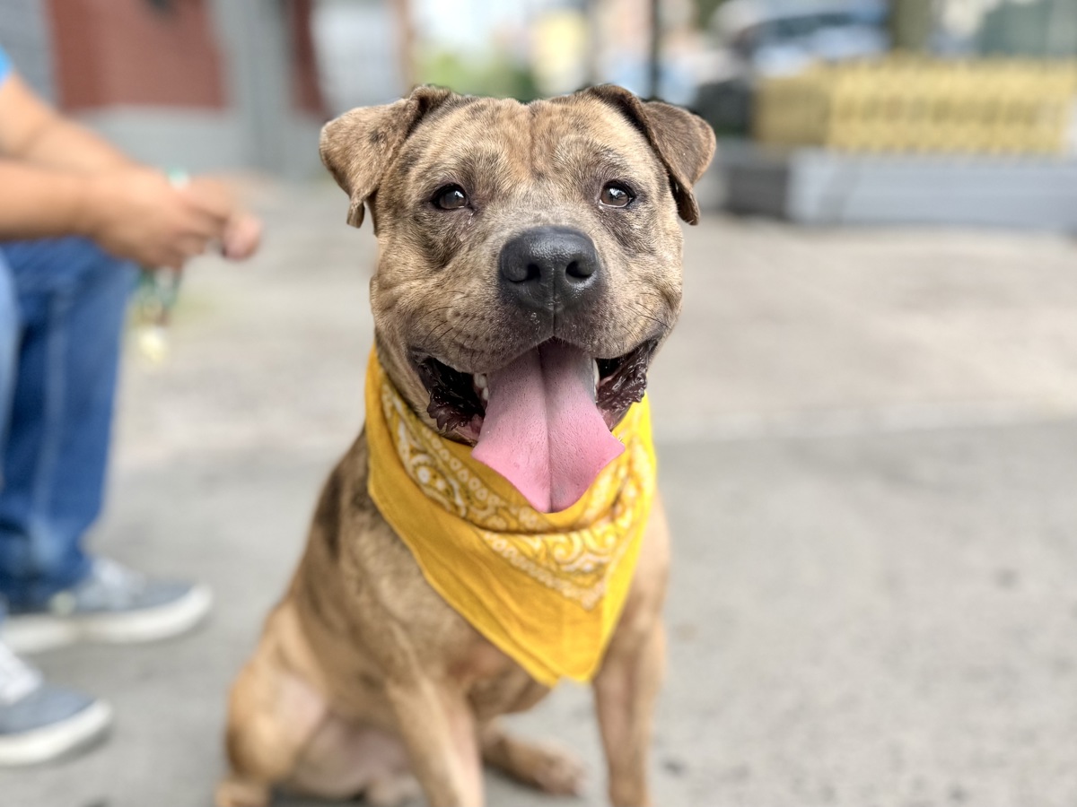 Leopard, a American Staffordshire Terrier, available for adoption
