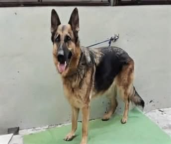 Winter, a German Shepherd, available for adoption