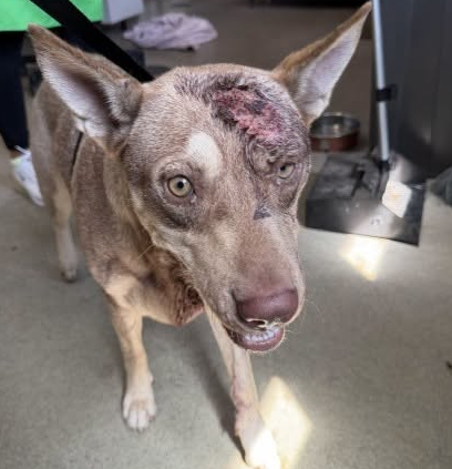 A597600, a German Shepherd (mix breed), available for adoption