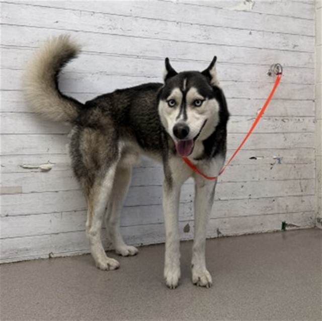 Juan, a Siberian Husky, available for adoption