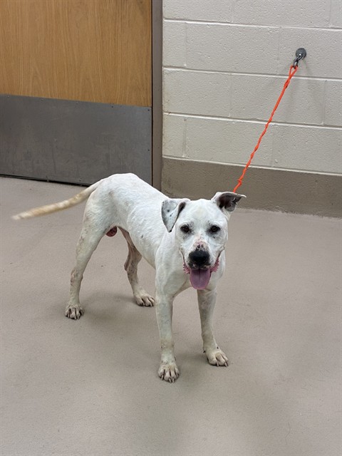 Bones, a Pit Bull Terrier, available for adoption