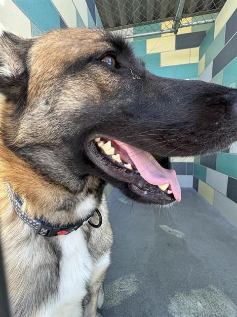 Other Photos of thie Dog