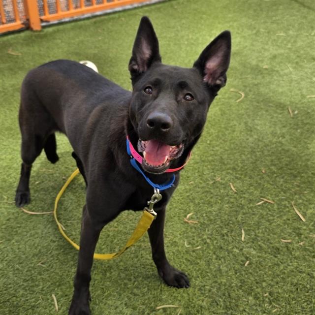Stacy, a Pit Bull Terrier, available for adoption