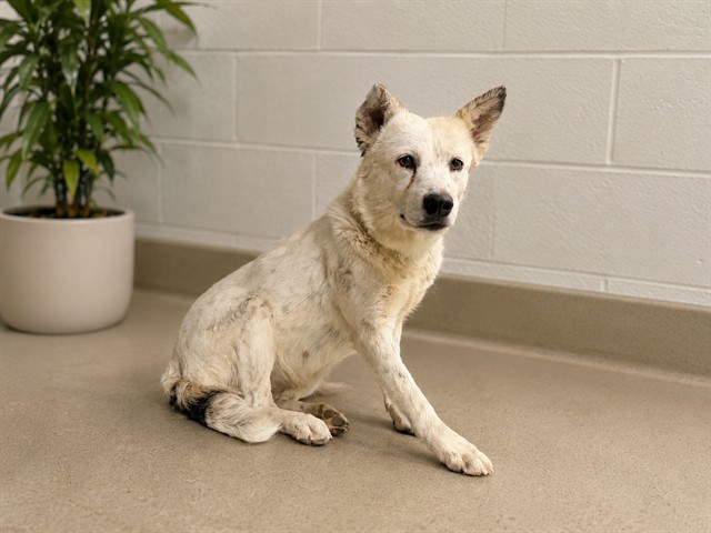 Arabella, a Australian Cattle Dog/Blue Heeler, available for adoption