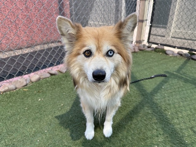Da Vinci, a Welsh Corgi (mix breed), available for adoption