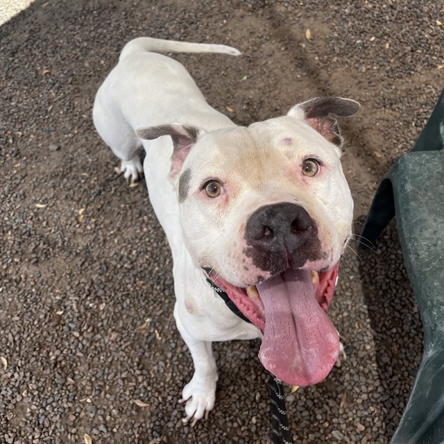 Donut, a Bullmastiff (mix breed), available for adoption