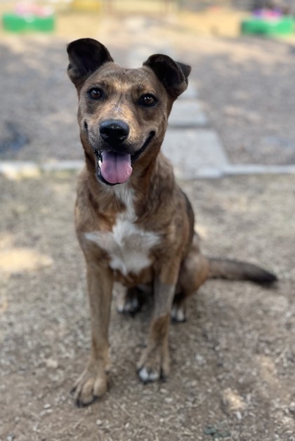 Kenya, a Pit Bull Terrier (mix breed), available for adoption