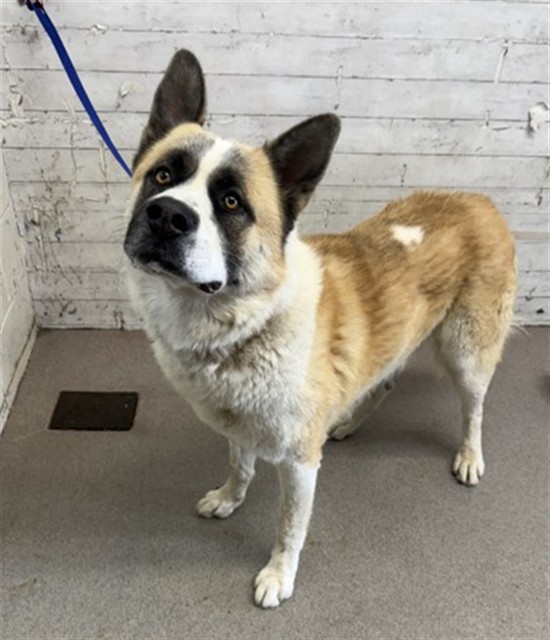 Oliver, a Akita, available for adoption
