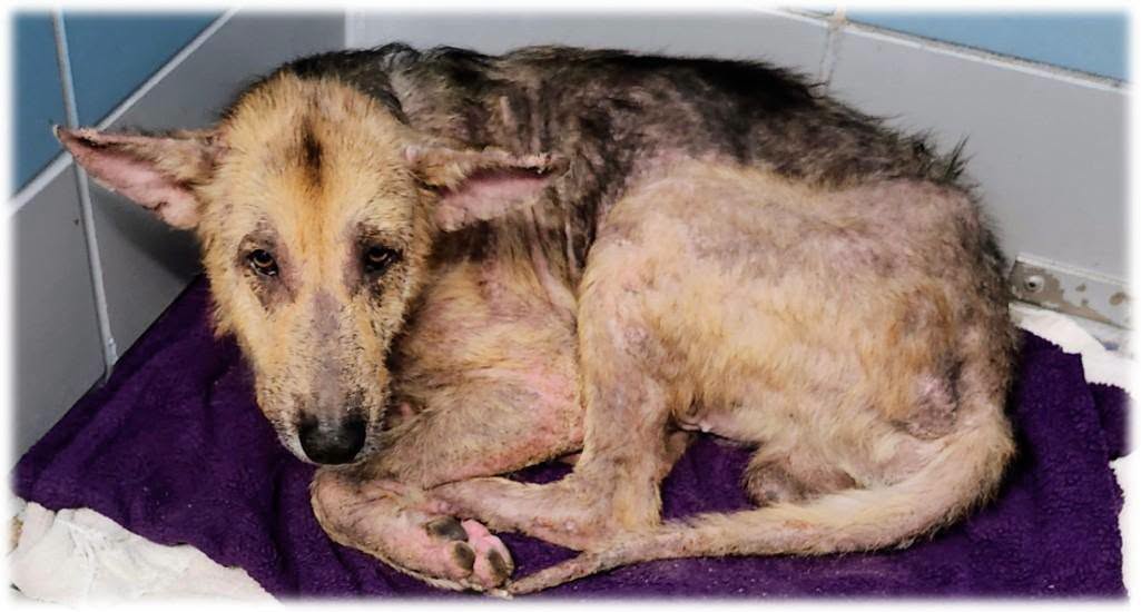 Kyle, a German Shepherd (mix breed), available for adoption