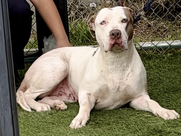 Darla, a Mastiff, available for adoption
