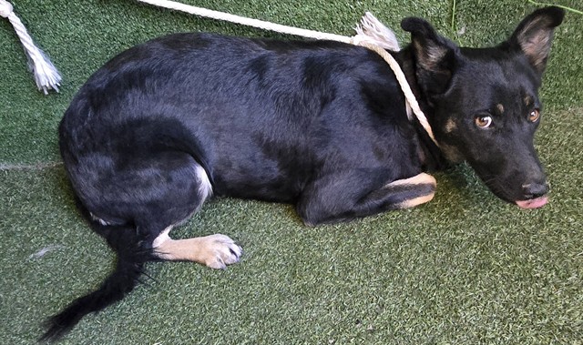Norene, a German Shepherd, available for adoption