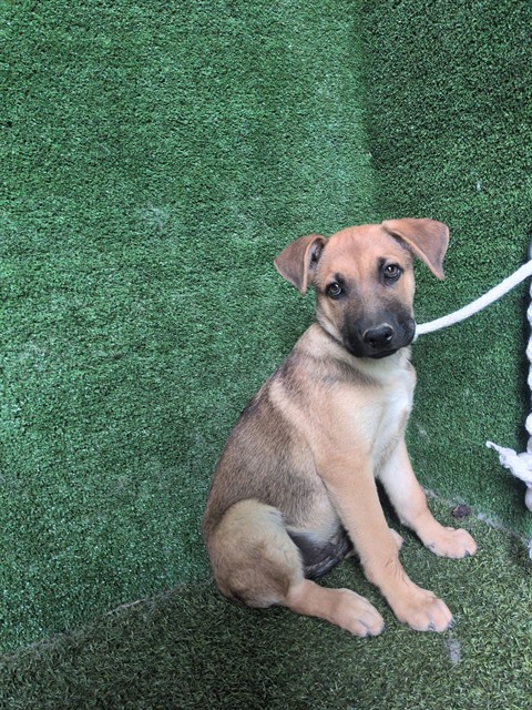 Orville, a German Shepherd, available for adoption