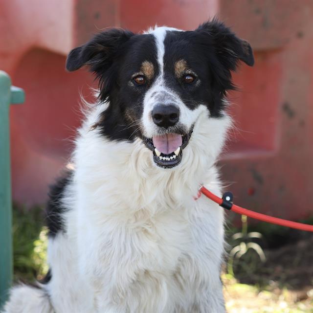 Checkers, a Australian Shepherd, available for adoption