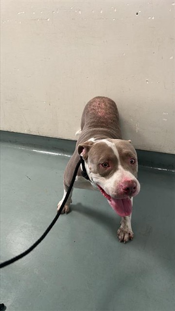 Sweet Boy, a Pit Bull Terrier, available for adoption