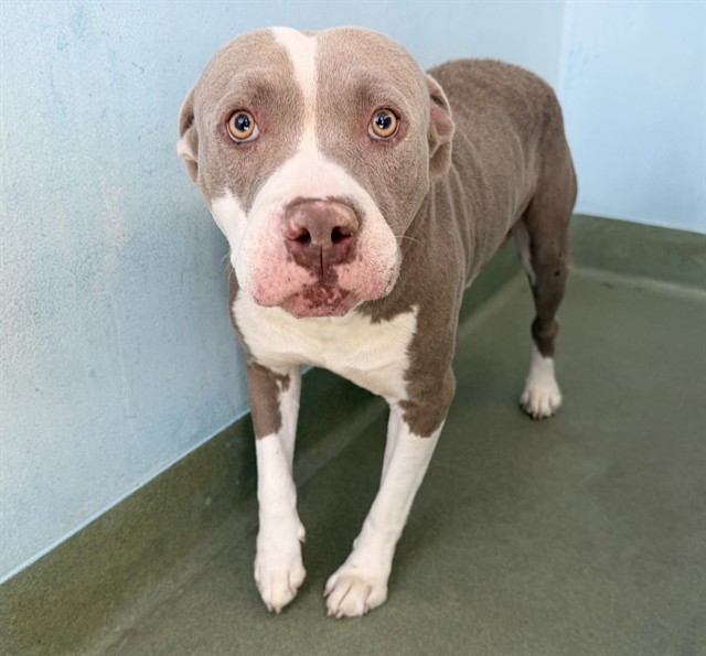 Sweet Boy, a Pit Bull Terrier, available for adoption