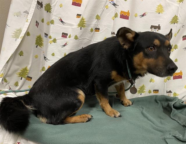 Grant, a Welsh Corgi, available for adoption