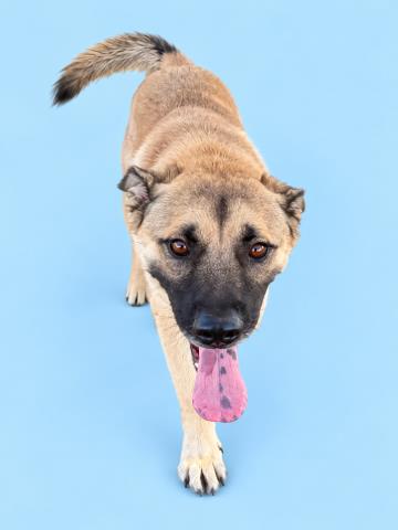 Tender, a German Shepherd (mix breed), available for adoption