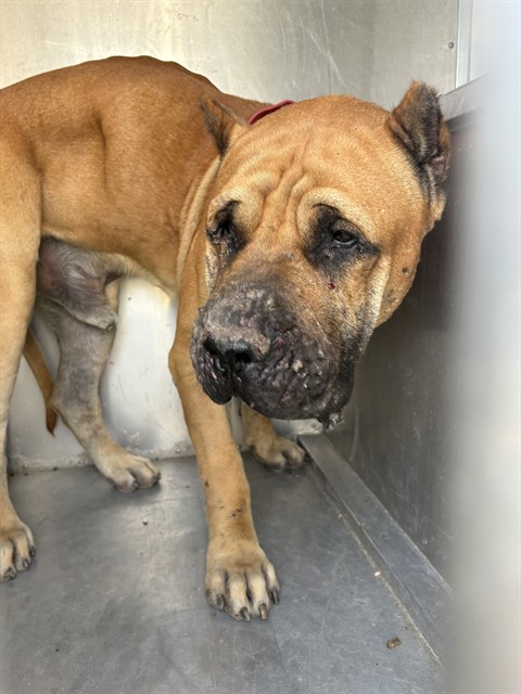A035098, a Presa Canario, available for adoption