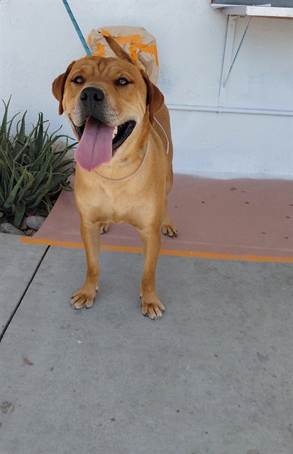 Tu, a Labrador Retriever, available for adoption