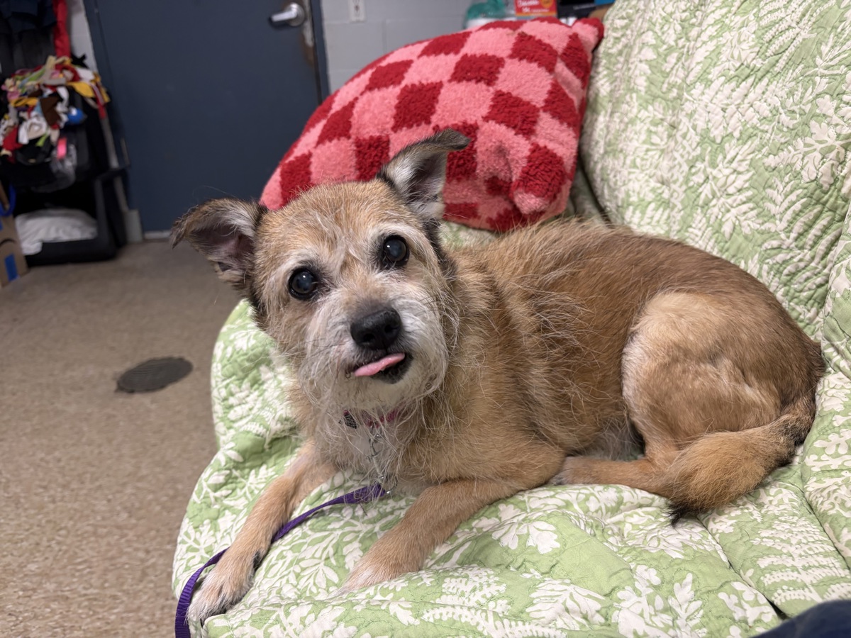 Gramps, a Irish Terrier, available for adoption