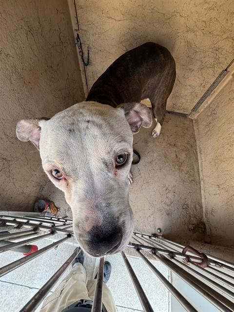 A481076, a Pit Bull Terrier (mix breed), available for adoption