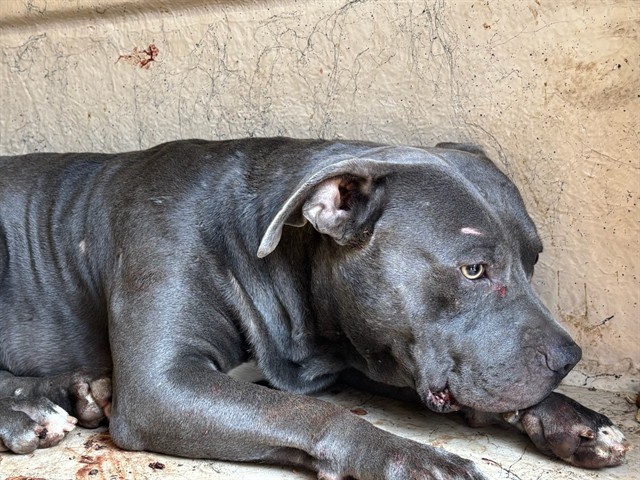 A481220, a Pit Bull Terrier (mix breed), available for adoption