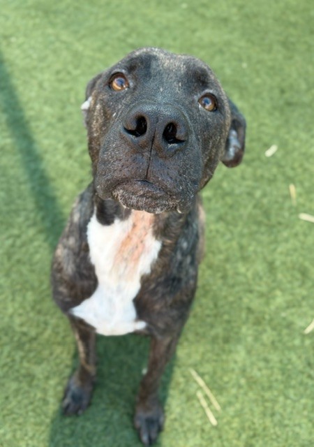 Jaycee, a Mountain Cur (mix breed), available for adoption
