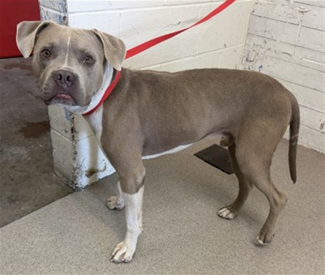A598625, a Pit Bull Terrier, available for adoption