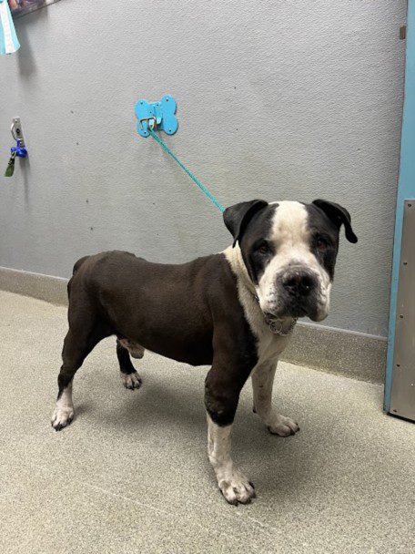 Gusto, a American Bulldog, available for adoption
