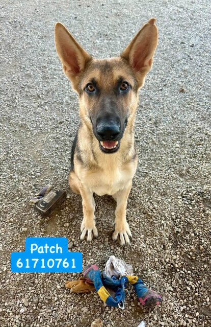 Patch, a German Shepherd, available for adoption