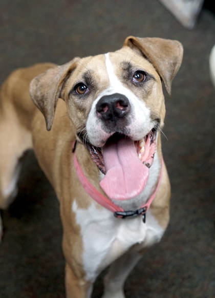 Winter, a Boxer, available for adoption