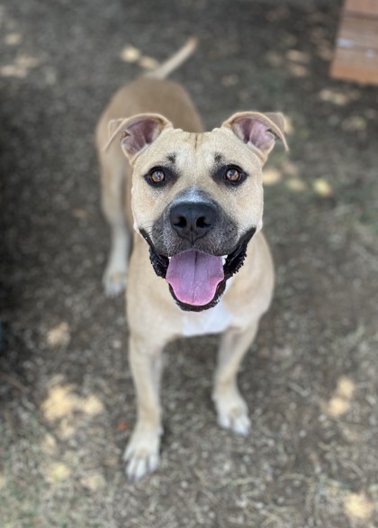 Phineas, a Pit Bull Terrier, available for adoption