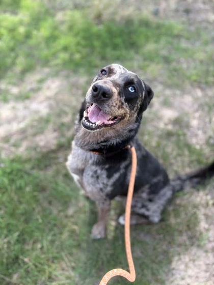 Atlas, a Shepherd, available for adoption