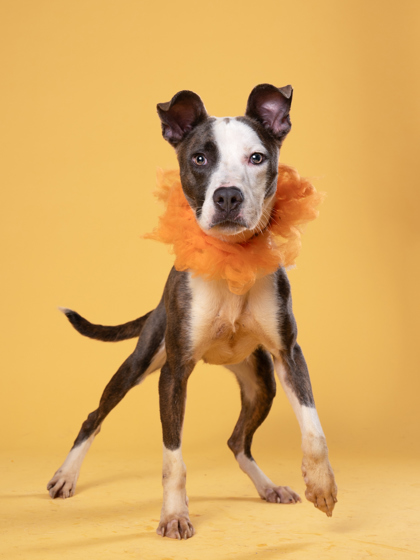 Oakley, a Terrier (mix breed), available for adoption
