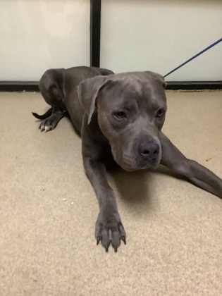 Sir, a Pit Bull Terrier, available for adoption