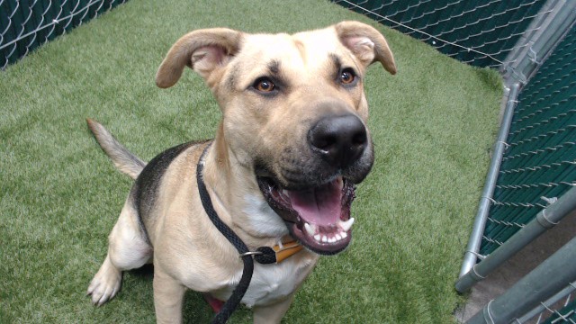 Boy, a German Shepherd, available for adoption